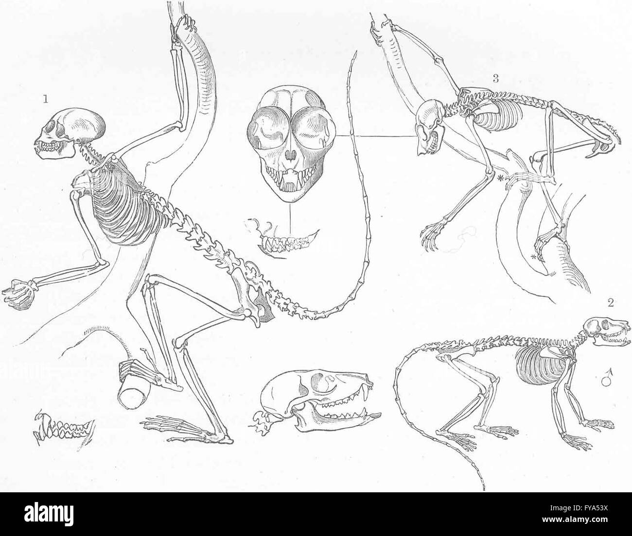 PRIMATES: Squirrel-monkey; mongoose lemur; Loris, antique print 1893 Stock Photo