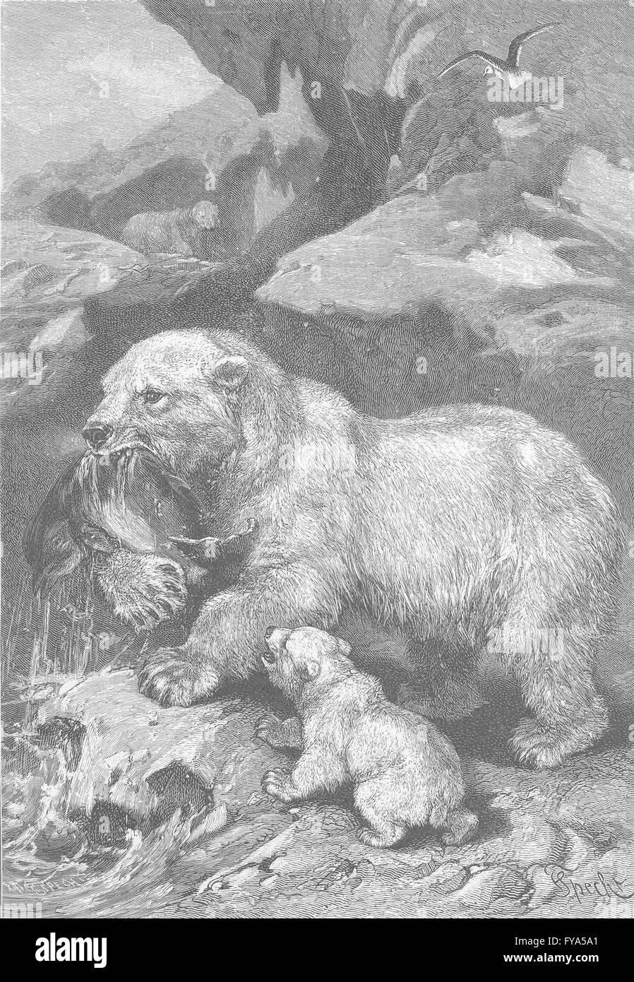 POLAR REGIONS: Bears & prey, antique print 1894 Stock Photo