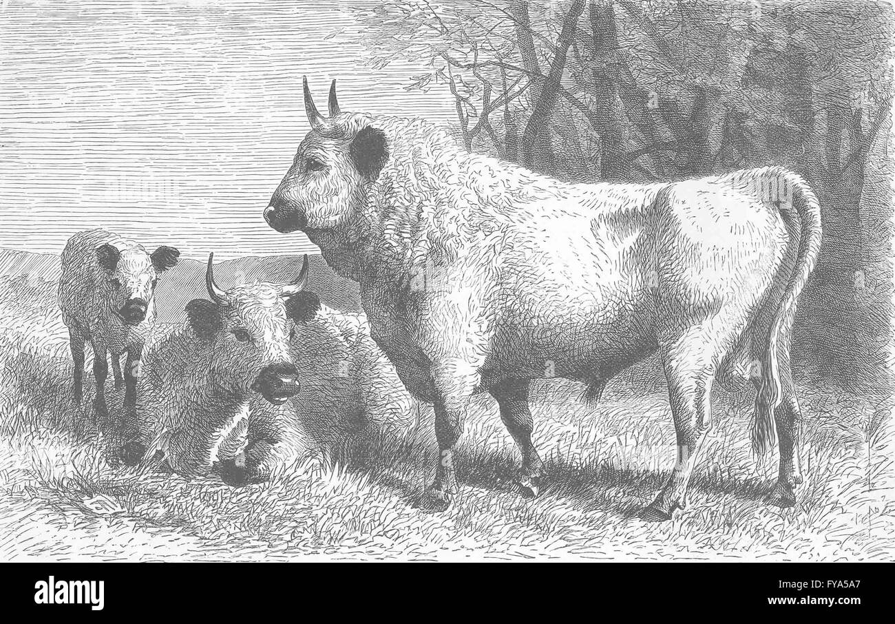 Cadzow cattle hi-res stock photography and images - Alamy