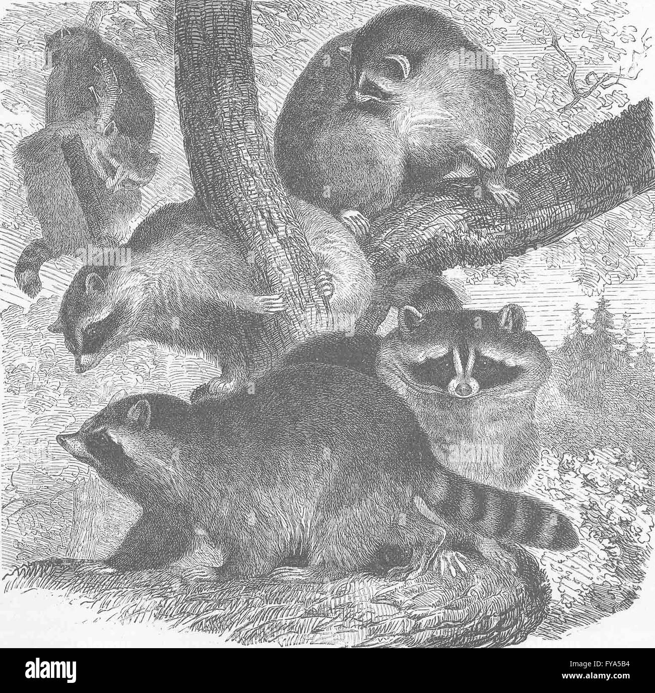 CARNIVORES: The common raccoon, antique print 1894 Stock Photo - Alamy