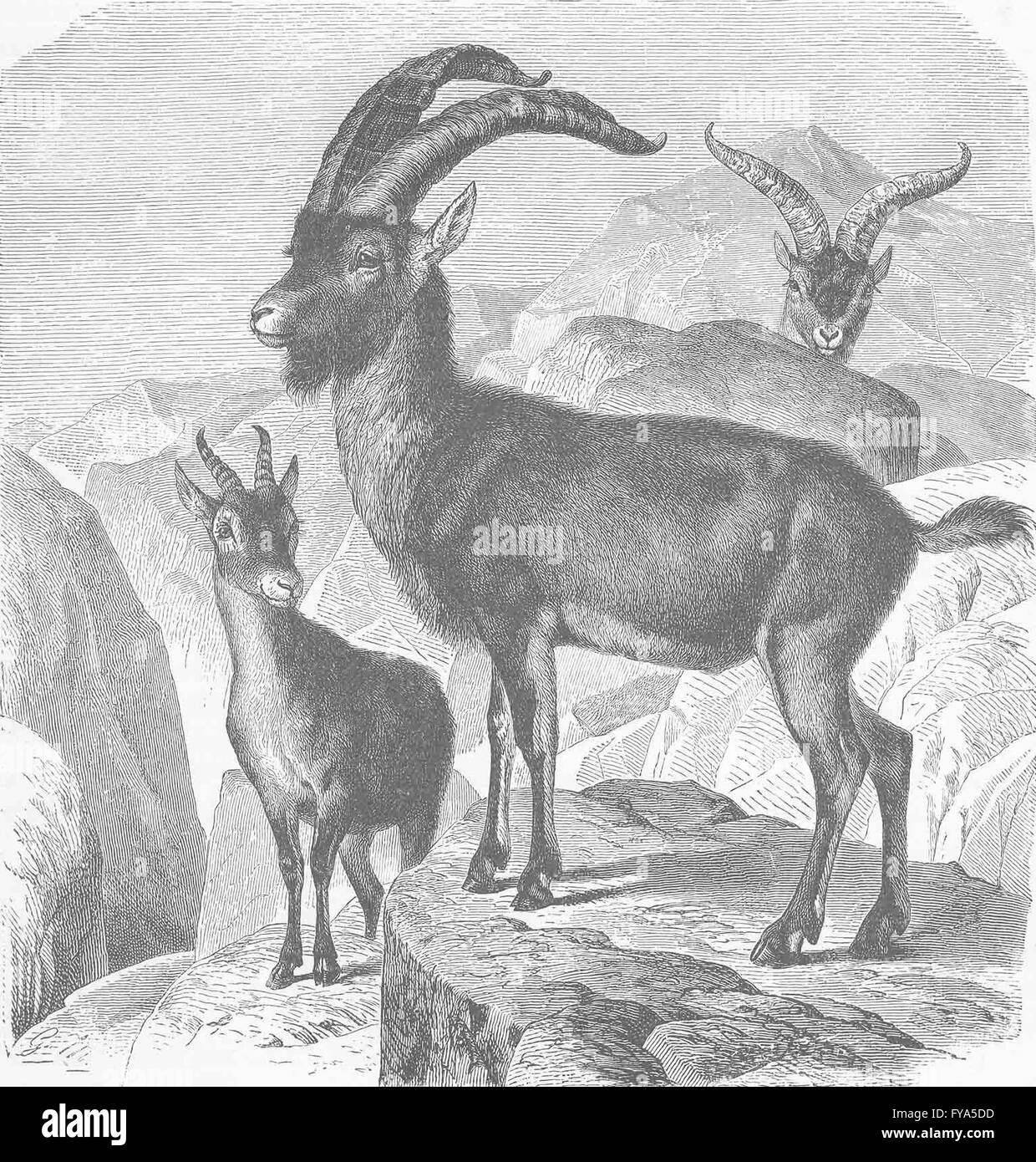 GOATS The Spanish wild goat, antique print 1894 Stock Photo Alamy