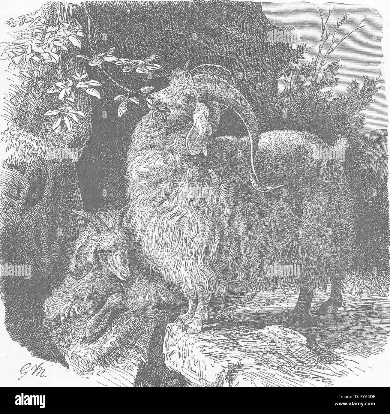 GOATS: Angora goat, antique print 1894 Stock Photo
