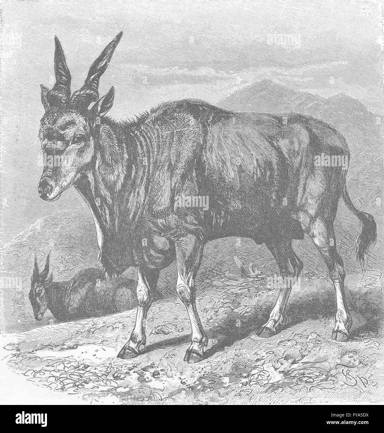 UNGULATES: The eland, antique print 1894 Stock Photo