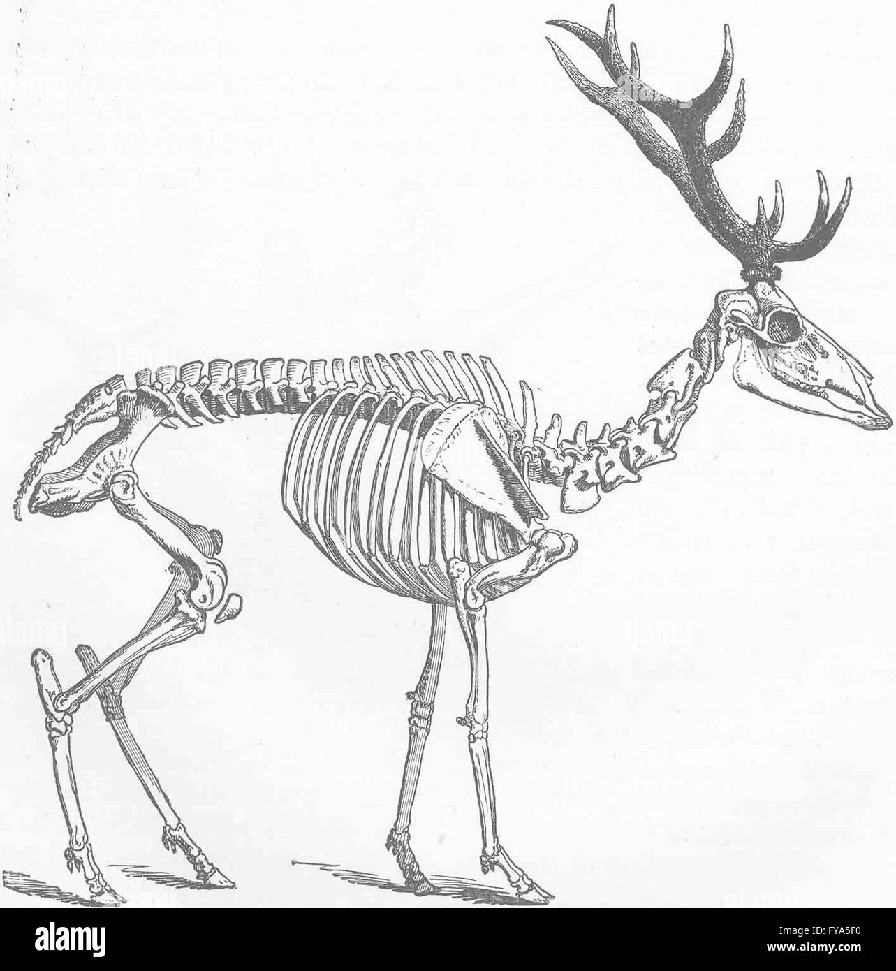 DEER: Skeleton of male red deer, antique print 1894 Stock Photo