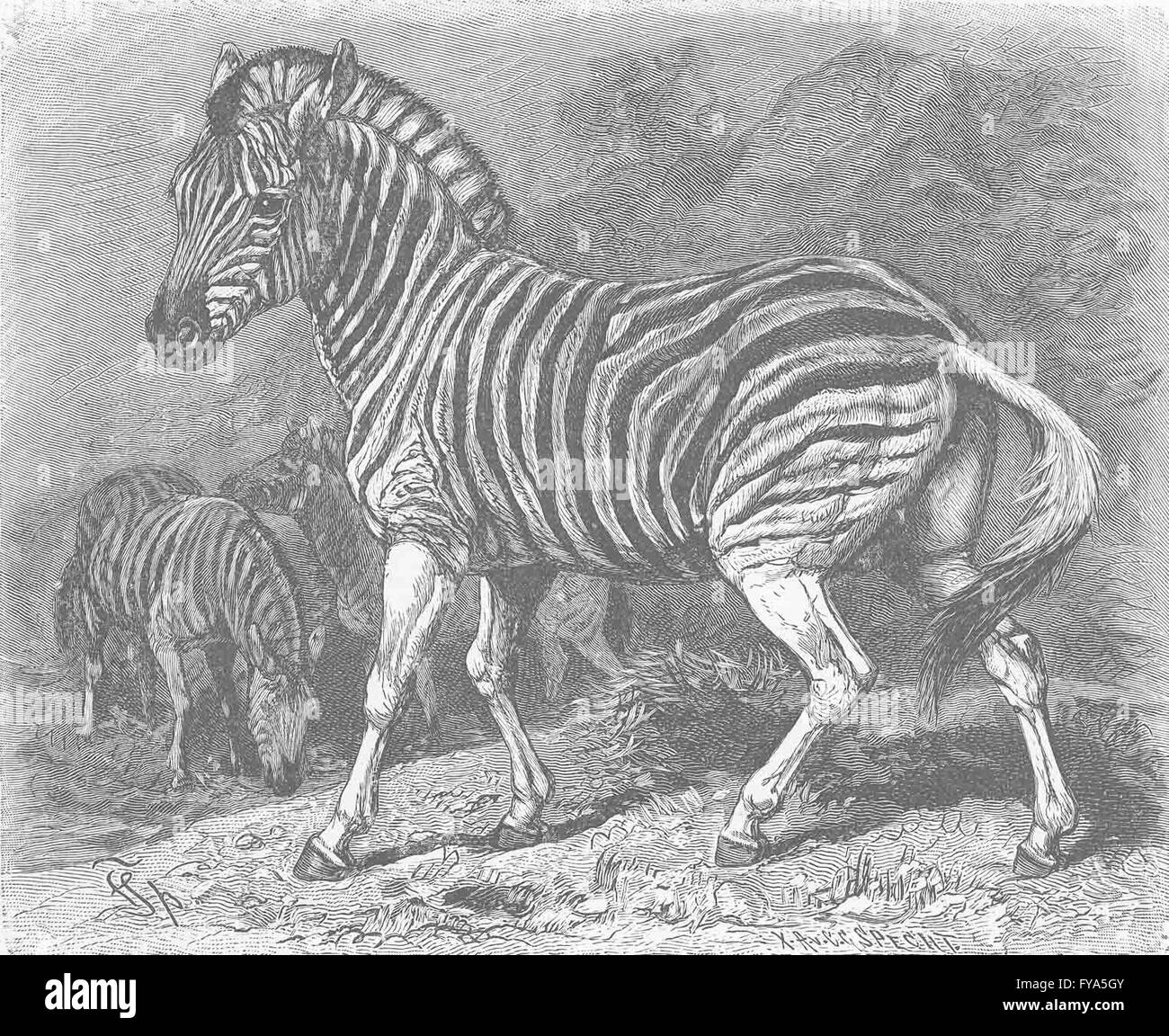 ANIMALS Burchell's zebra, antique print 1894 Stock Photo Alamy