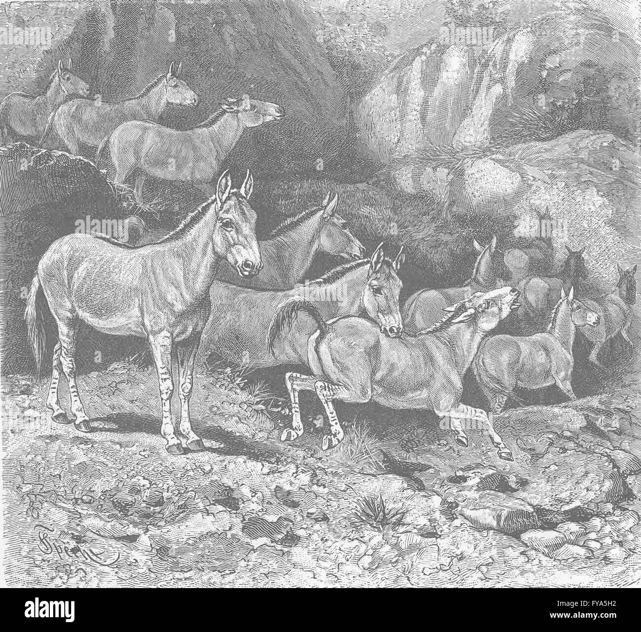 UNGULATES: Troop of Persian asses, antique print 1894 Stock Photo