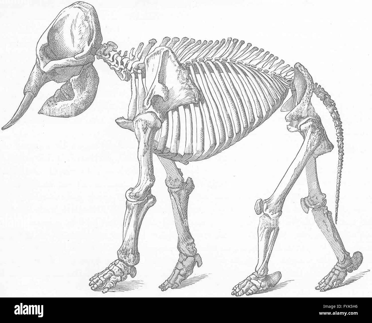 INDIA: Skeleton of Indian elephant, antique print 1894 Stock Photo