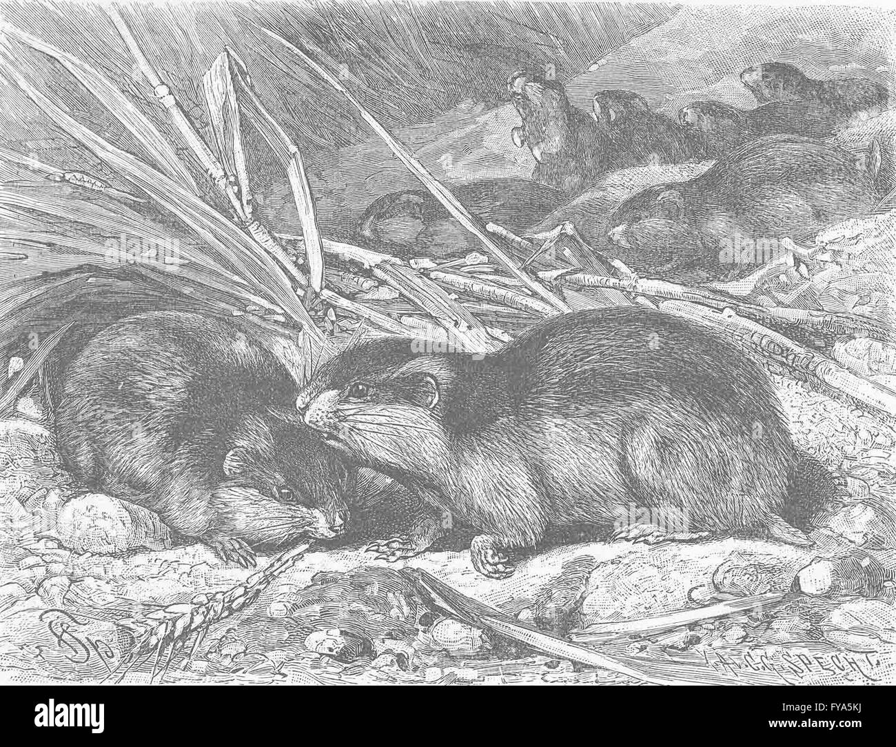 RODENTS: Norwegian lemmings migrating, antique print 1894 Stock Photo