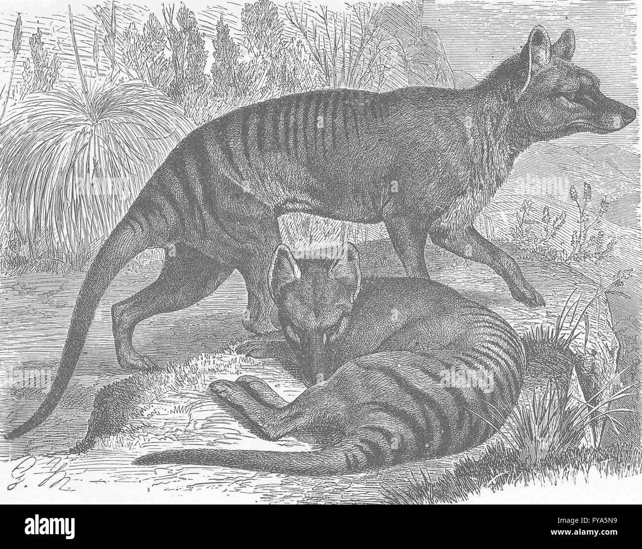 Wolves thylacine tasmanian wolf antique hi-res stock photography and ...