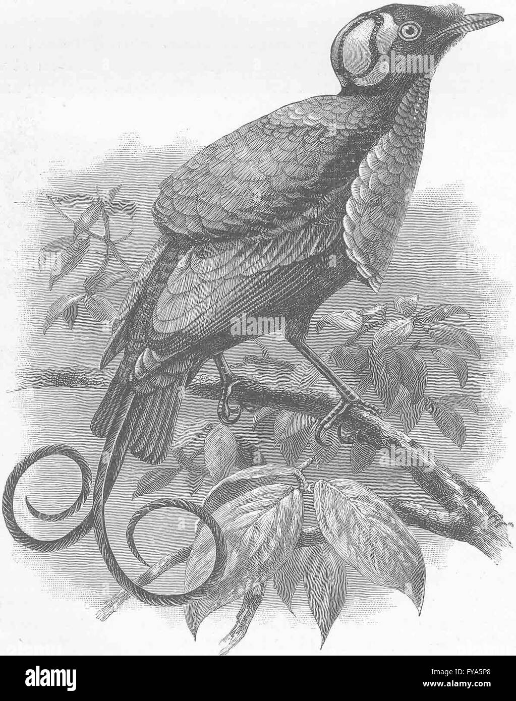 PERCHING BIRDS: Wilson's bird of paradise (Guillemard Marchesa cruise), 1894 Stock Photo