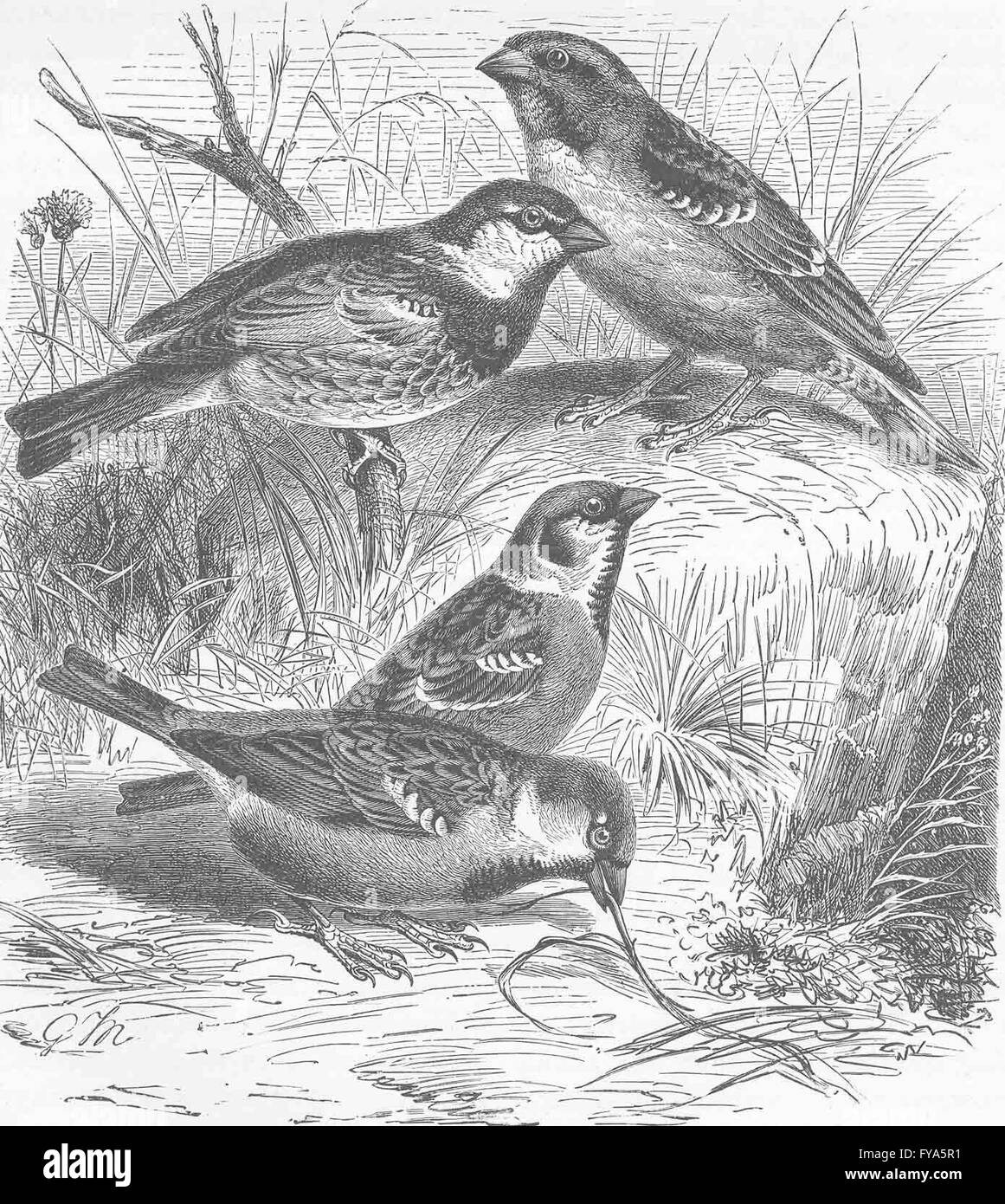 SPARROWS Rocksparrow, Spanish sparrow, Treesparrow & Housesparrow