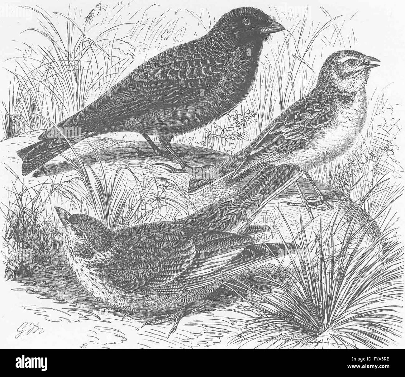 woodlark & crested lark 1894 old antique print PERCHING BIRDS Skylark 