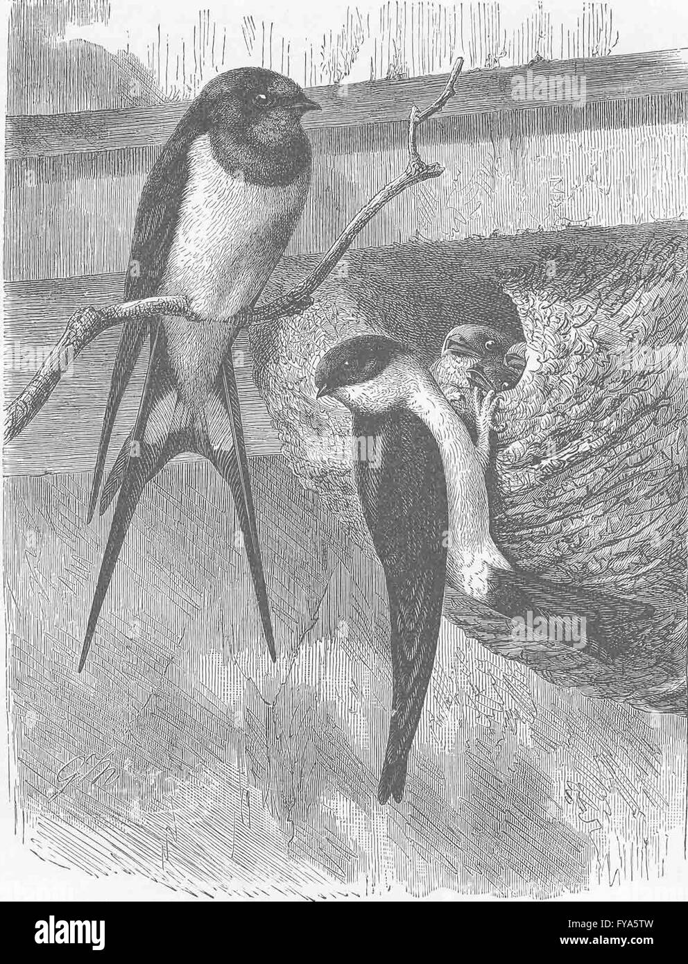 PERCHING BIRDS Chimneyswallow & housemartin, antique print 1894 Stock Photo Alamy