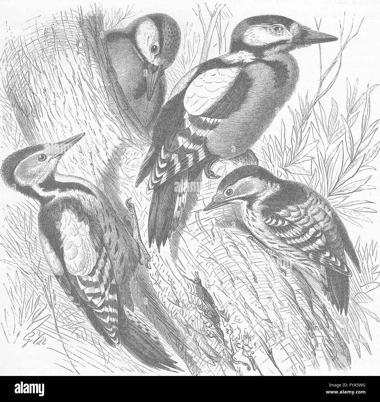 PICARIAN BIRDS: Greater, middle & lesser spotted woodpeckers, old print 1894 Stock Photo