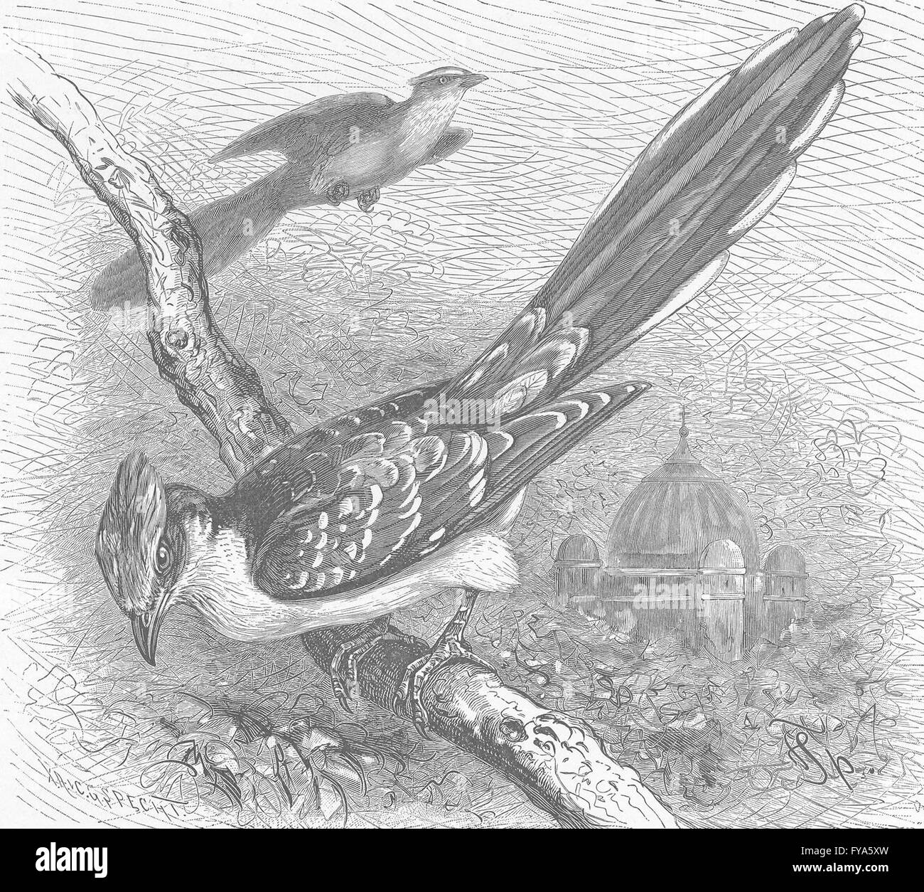 Art Print On Antique Book Page – Cuckoo Love Birds, 10x8 Inch, Vintage Dictionary Art