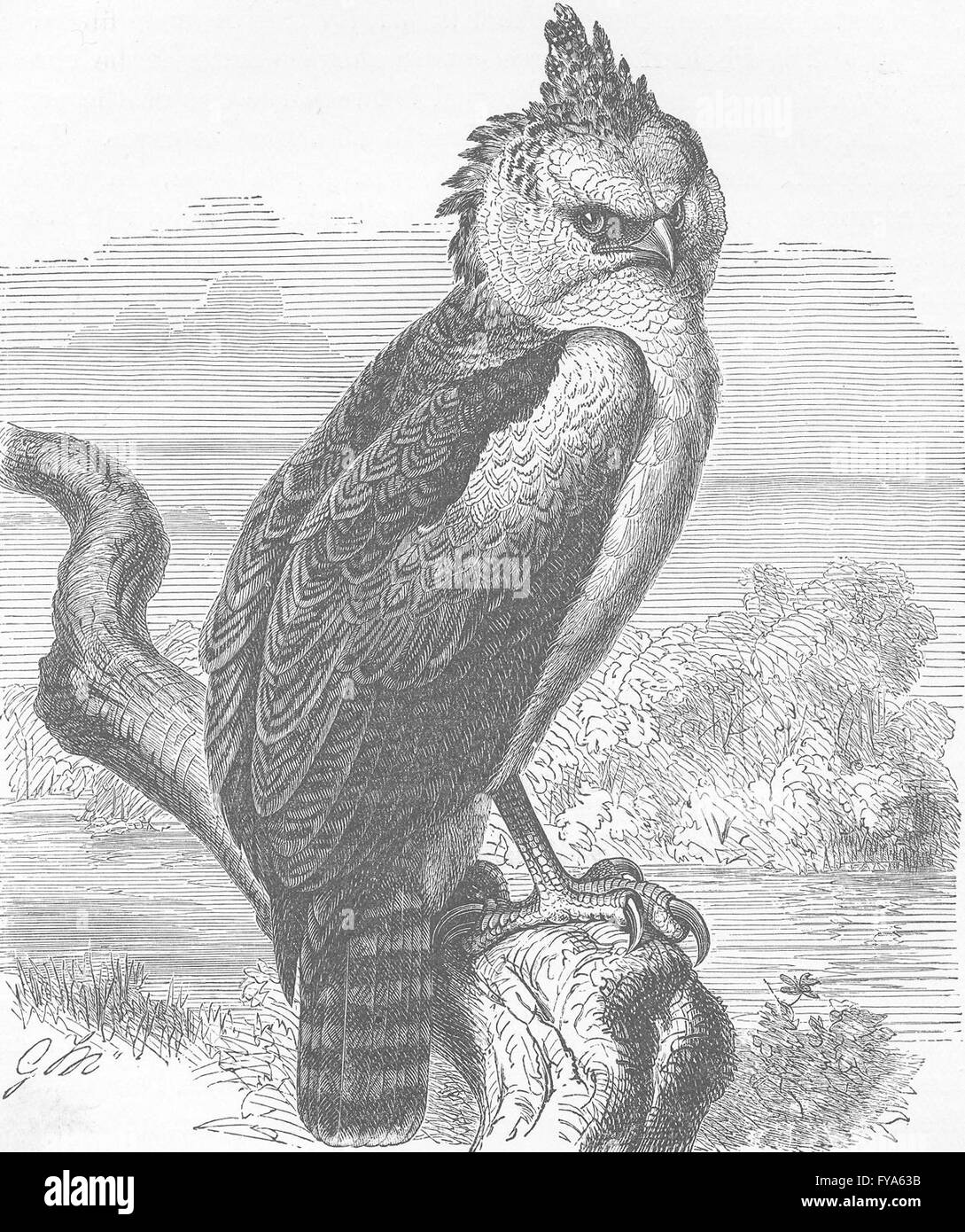 Harpy Eagle Print Out