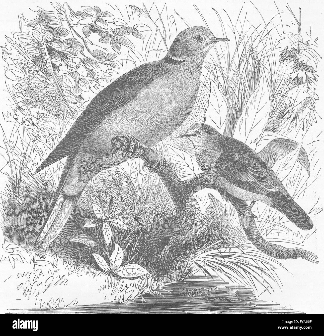 TURTLES: Domestic turtle-dove & African ground- , antique print 1895 Stock Photo