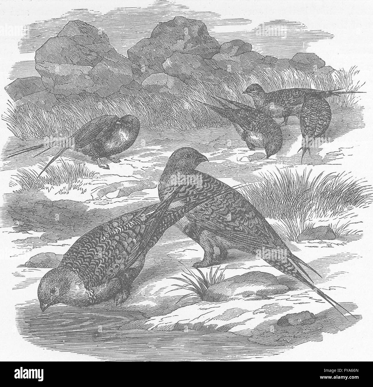 GROUSE: Flock of pin-tailed sand-, antique print 1895 Stock Photo