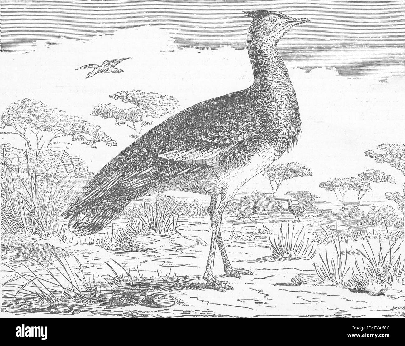 BIRDS: Arabian bustard, antique print 1895 Stock Photo - Alamy