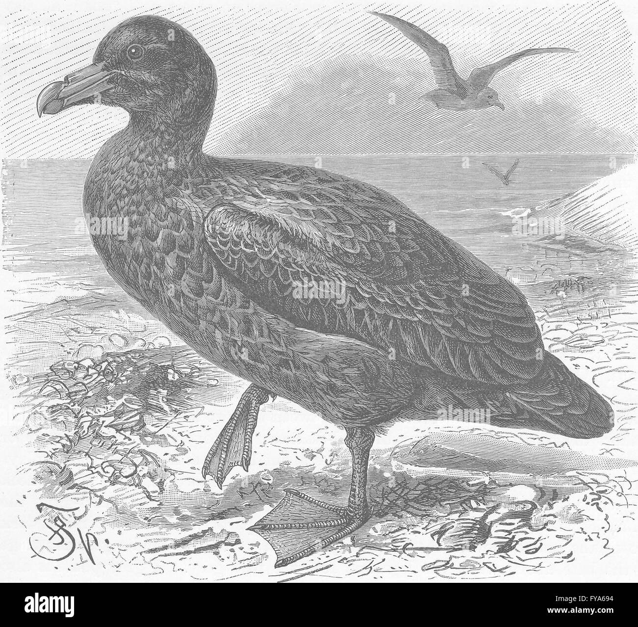 BIRDS: The giant petrel, antique print 1895 Stock Photo