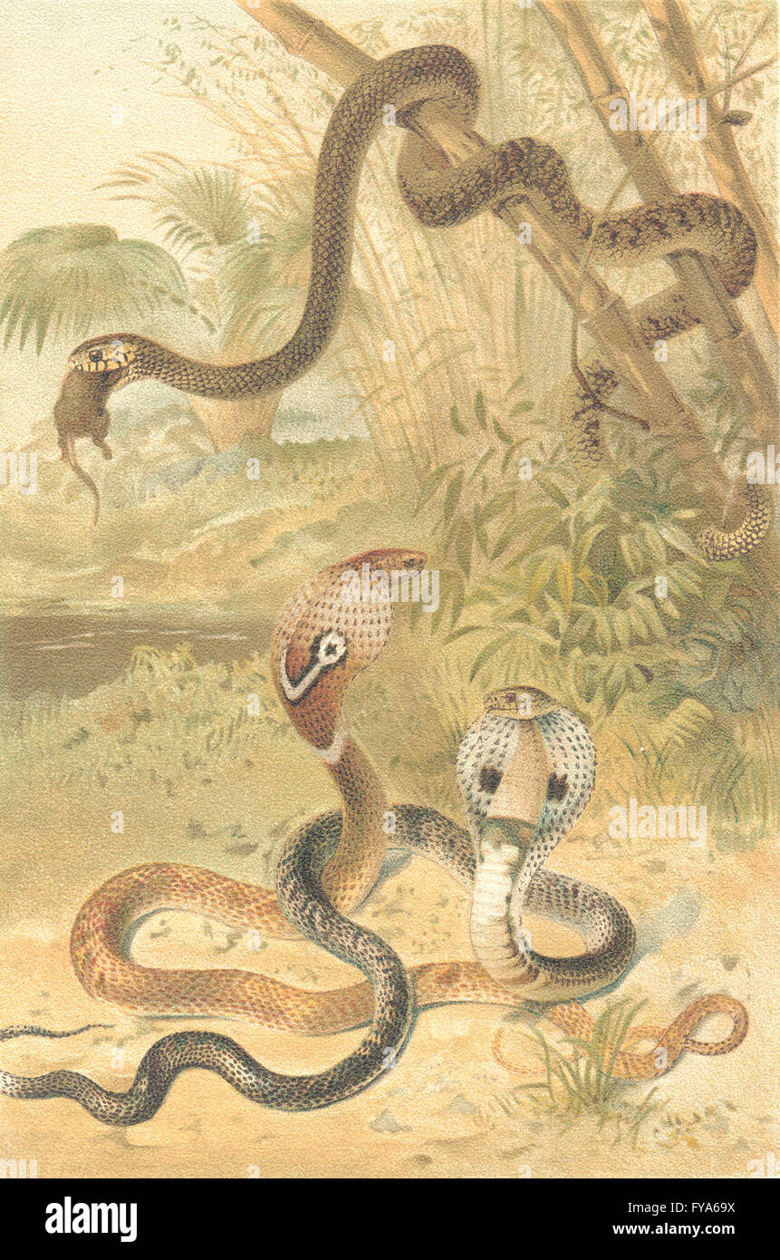 ANIMALS: Rat-snake and cobras, antique print 1896 Stock Photo