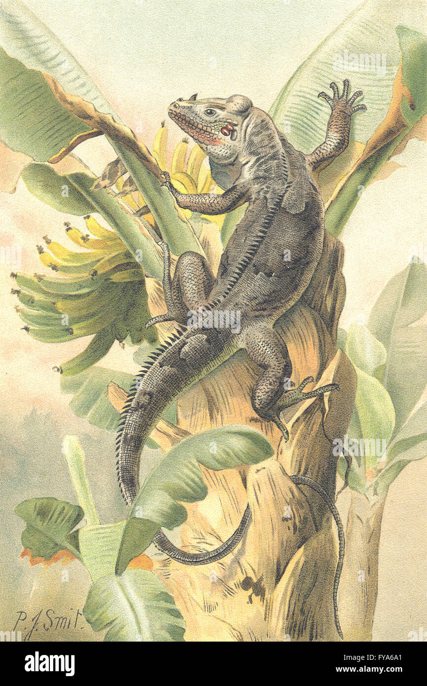 REPTILES: The black iguana, antique print 1896 Stock Photo