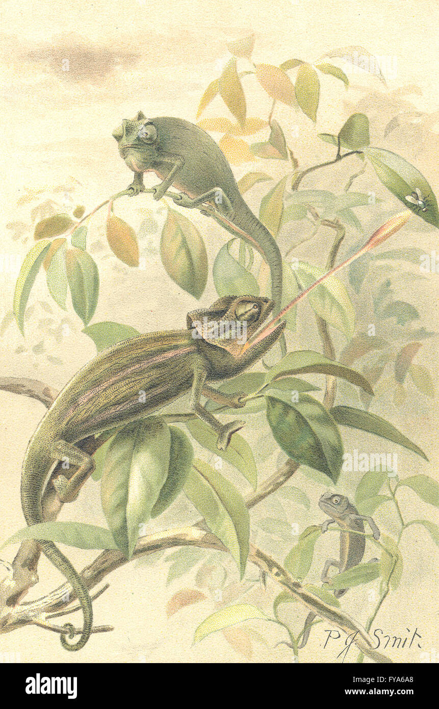 REPTILES: Chamaeleons, antique print 1896 Stock Photo