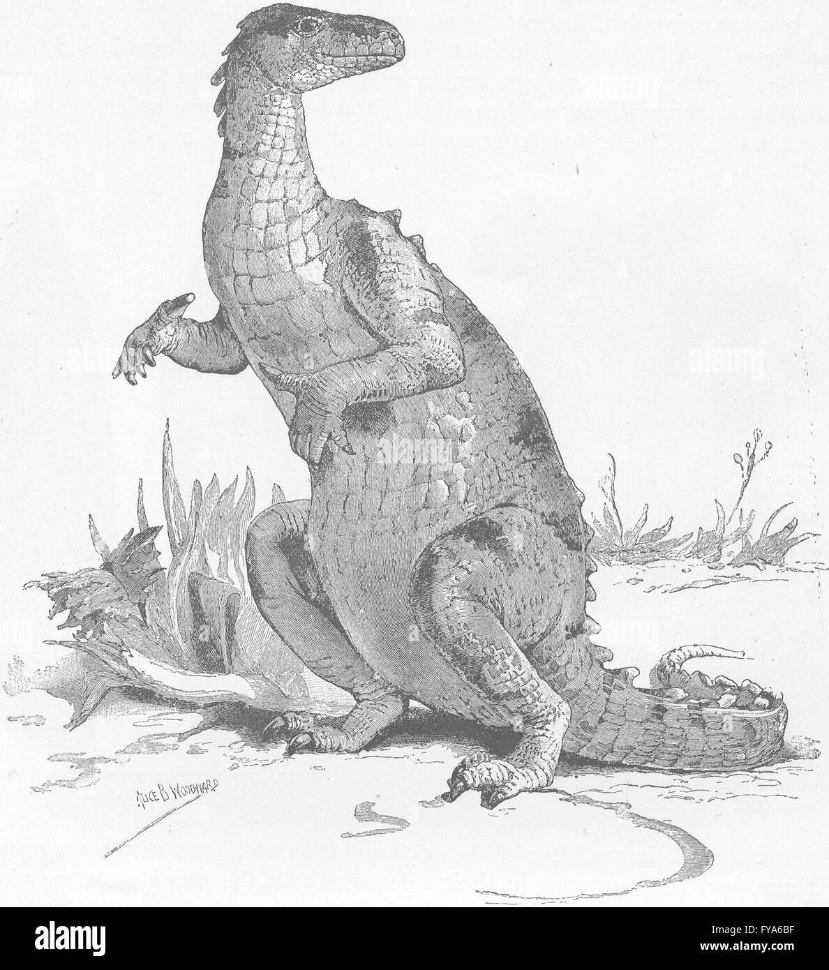 CROCODILES: Restoration of iguanodon, antique print 1896 Stock Photo