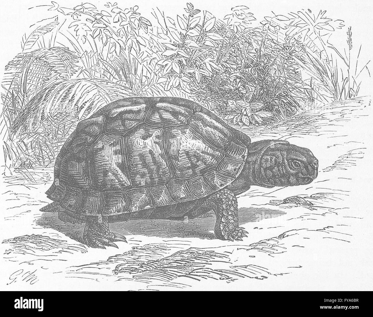 Box Turtle Pencil Drawing