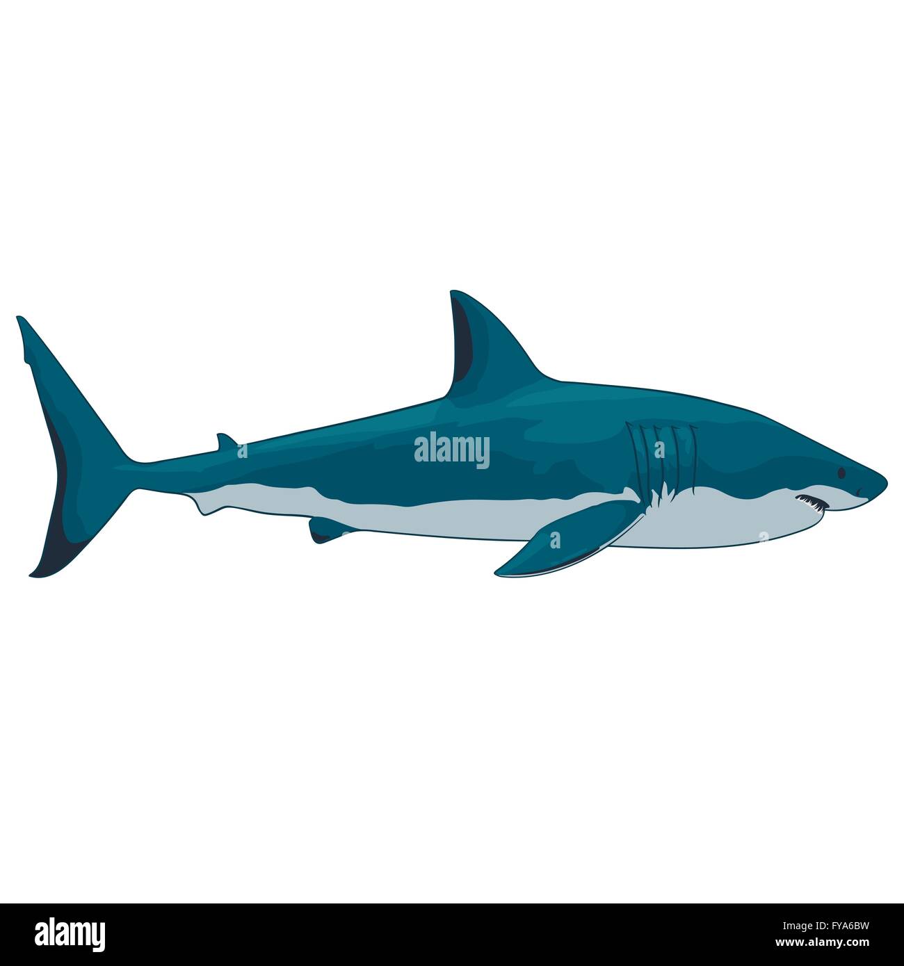 Carcharodon carcharias Cut Out Stock Images & Pictures - Alamy
