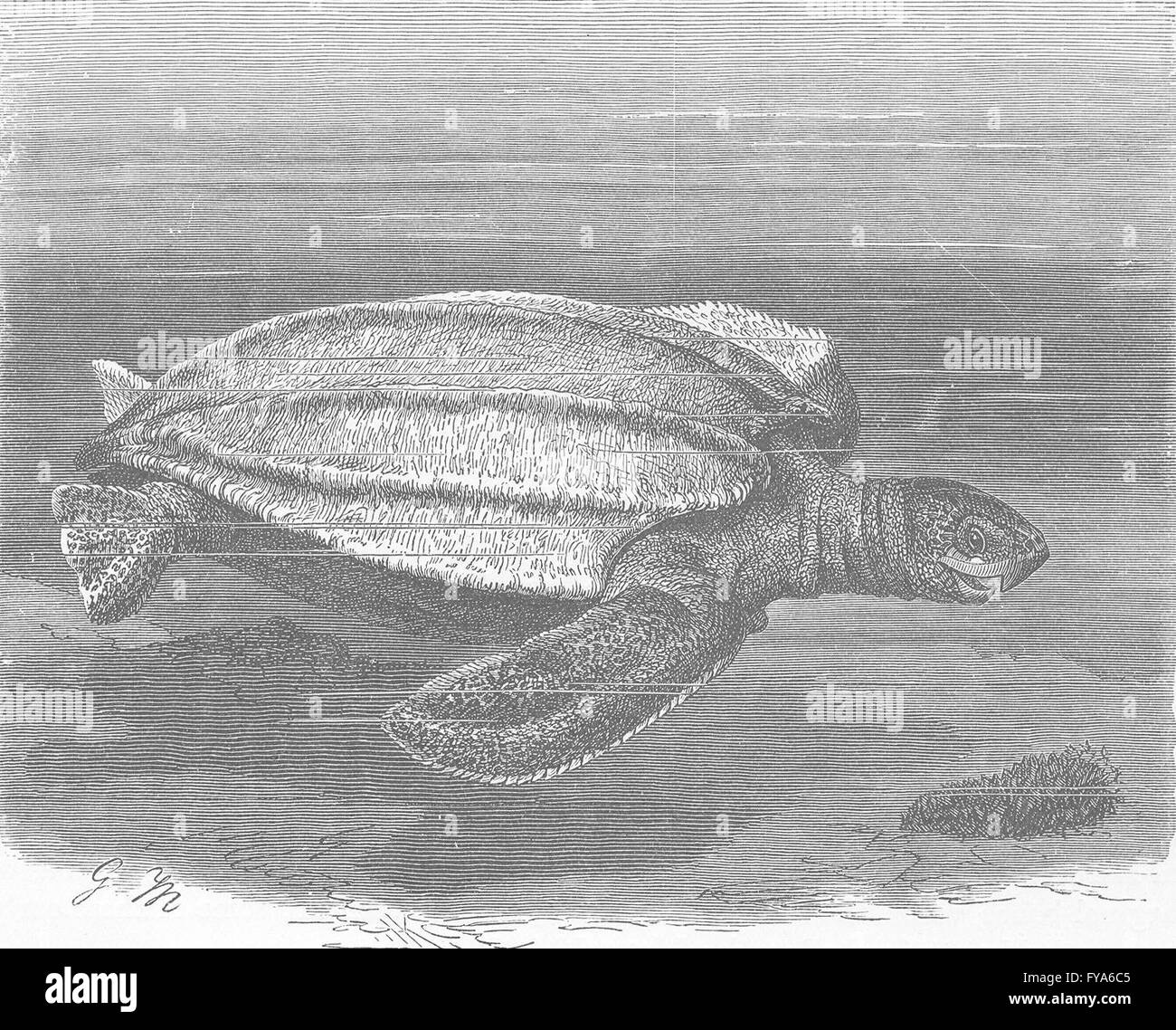 TURTLES: Leathery turtle, antique print 1896 Stock Photo