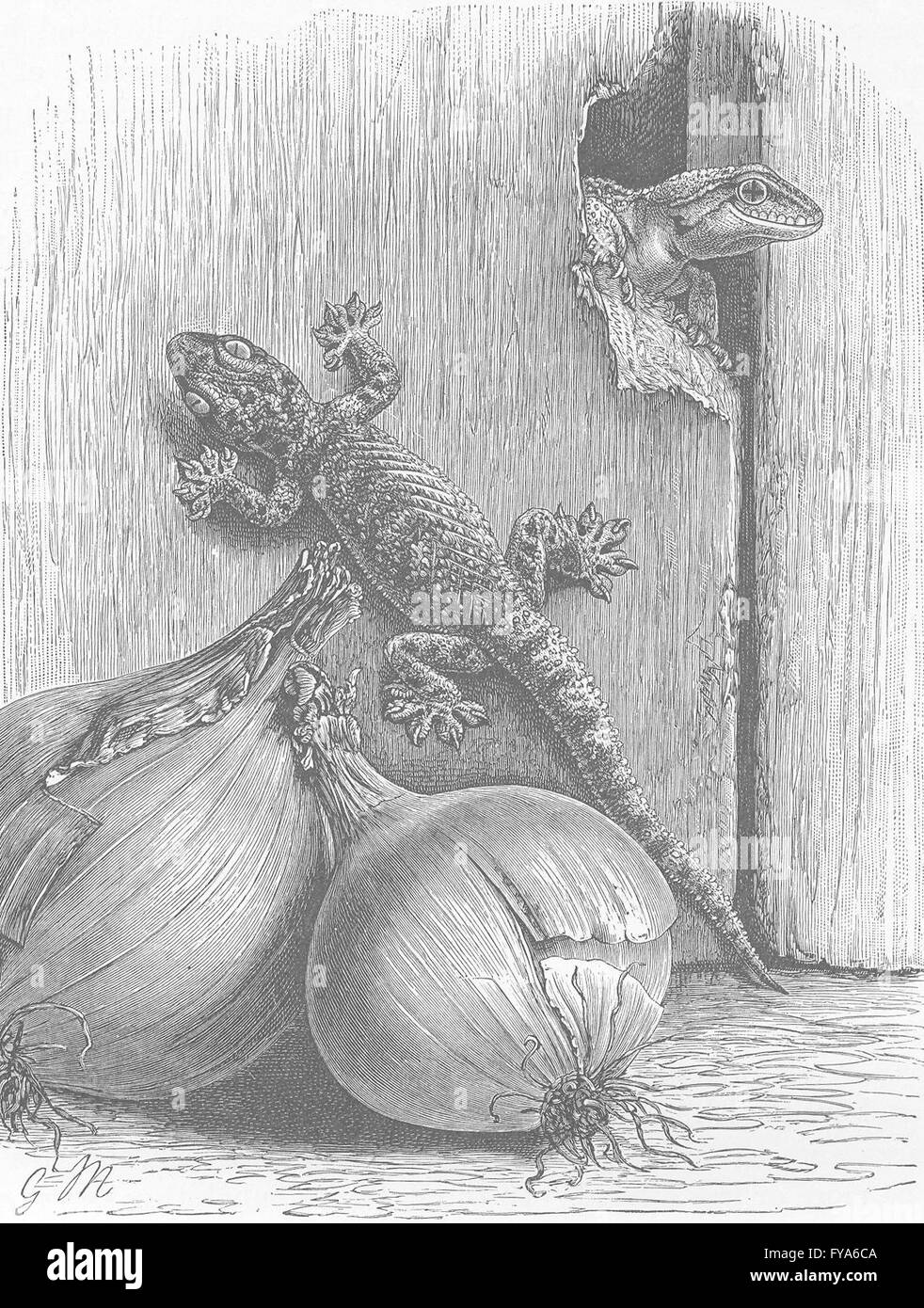 REPTILES: Turkish gecko, antique print 1896 Stock Photo