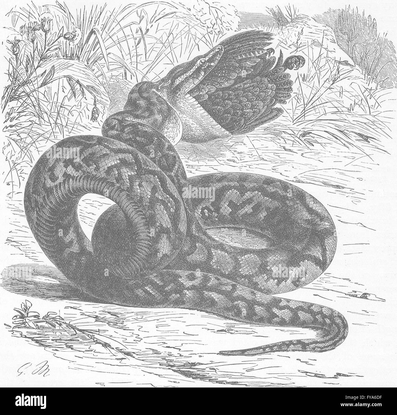 Python snakes Black and White Stock Photos & Images - Alamy