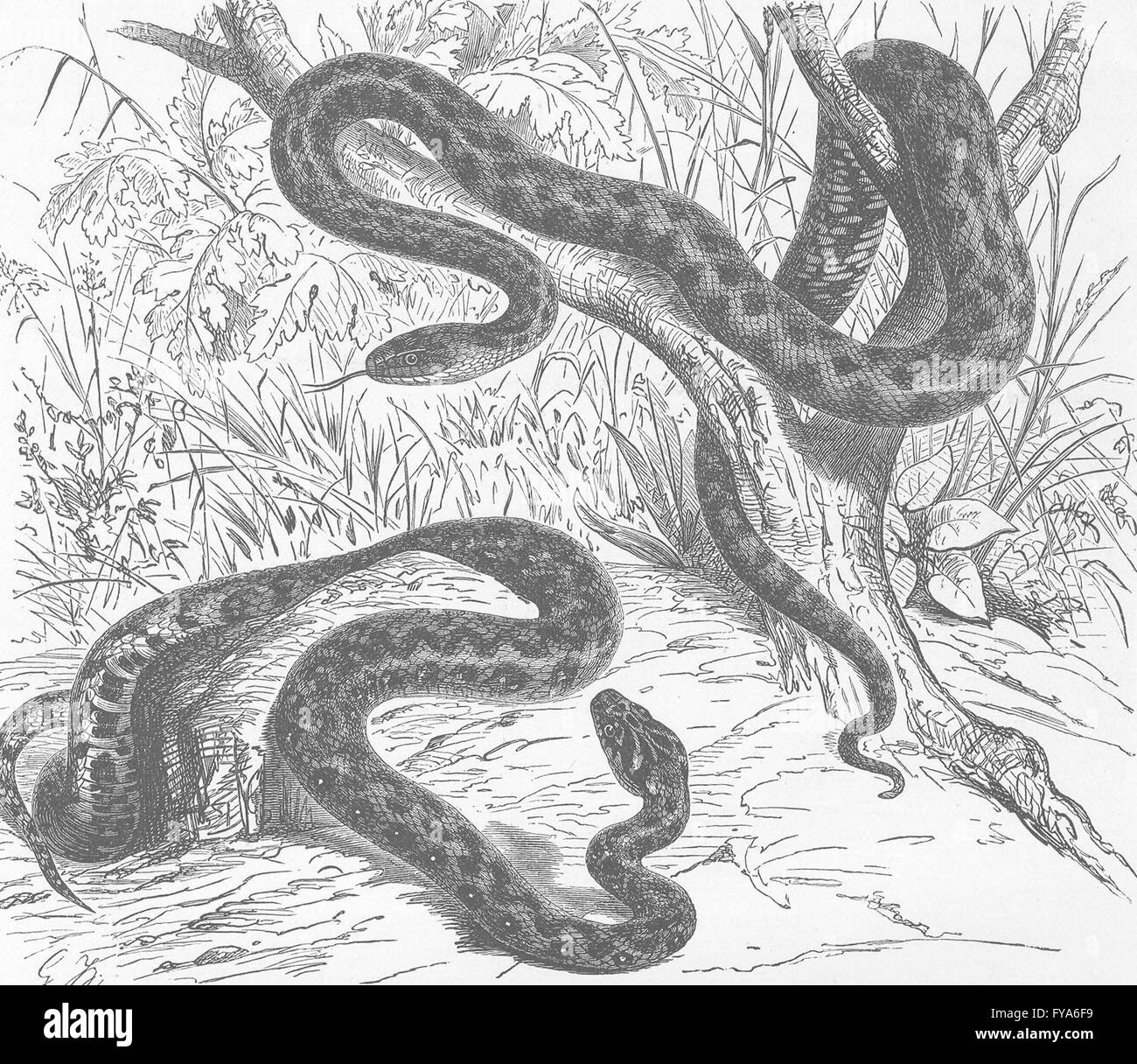 ANIMALS: Viperine & tesselated snakes , antique print 1896 Stock Photo