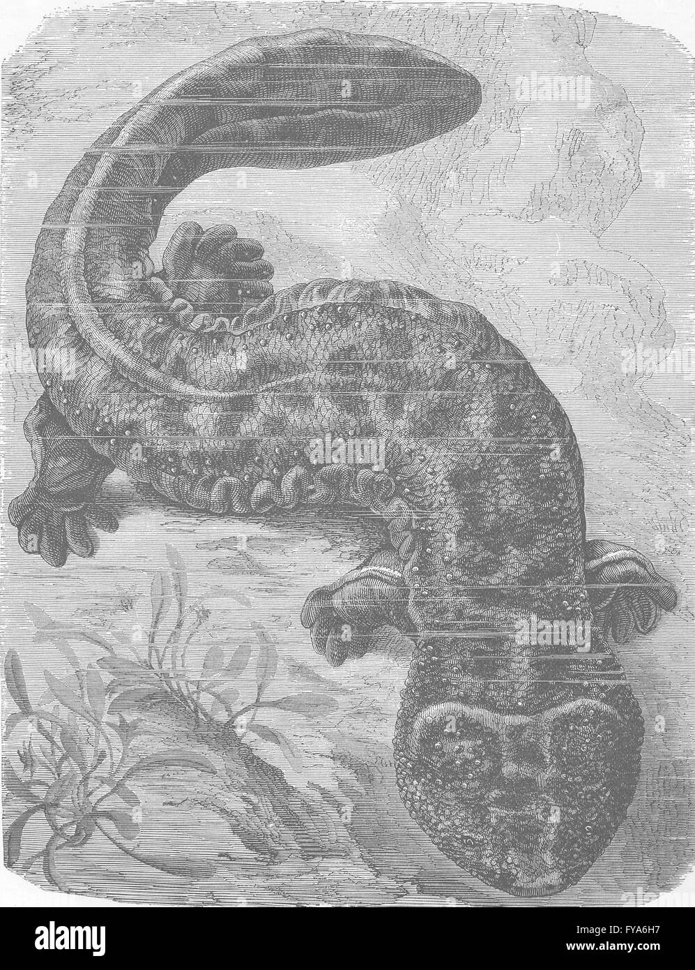 AMPHIBIANS: Giant salamander, antique print 1896 Stock Photo