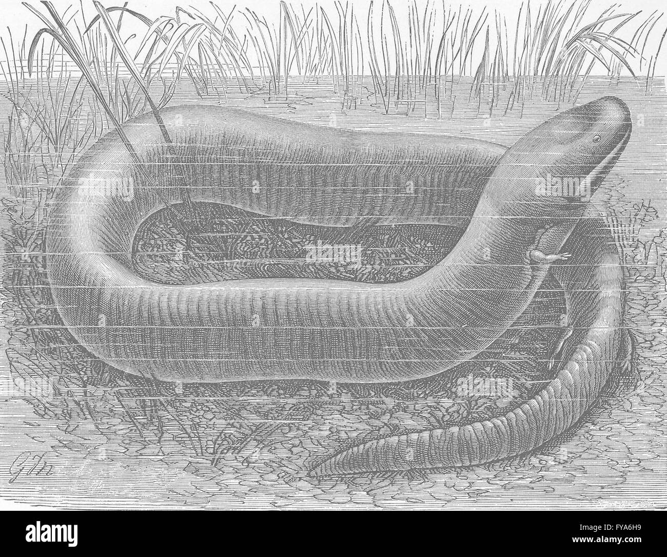 AMPHIBIANS: 3-toed, or eel-like salamander , antique print 1896 Stock Photo
