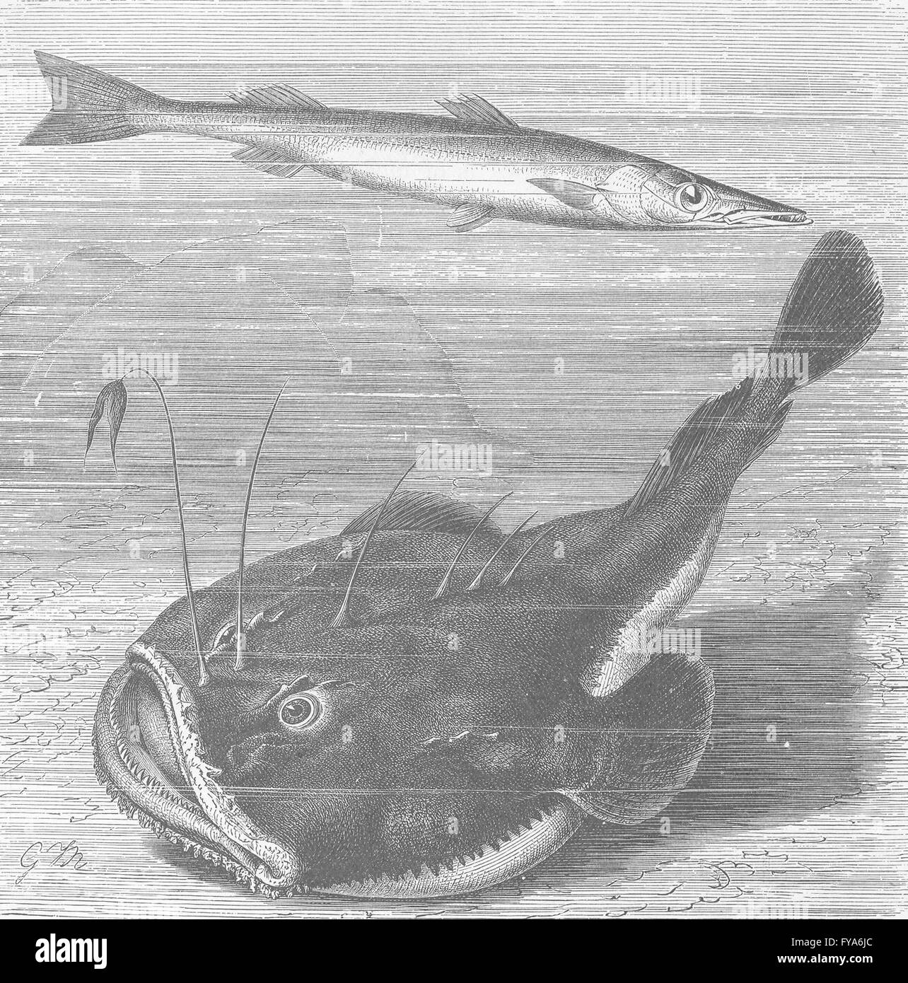 My Image 27