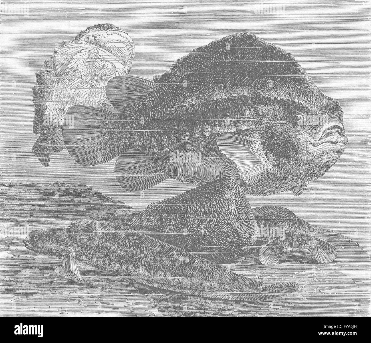 FISH: Lump-sucker & viviparous blenny , antique print 1896 Stock Photo