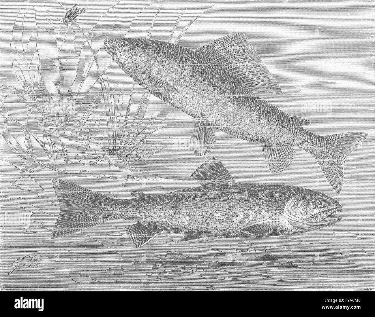 FISH: Grayling and charr, antique print 1896 Stock Photo