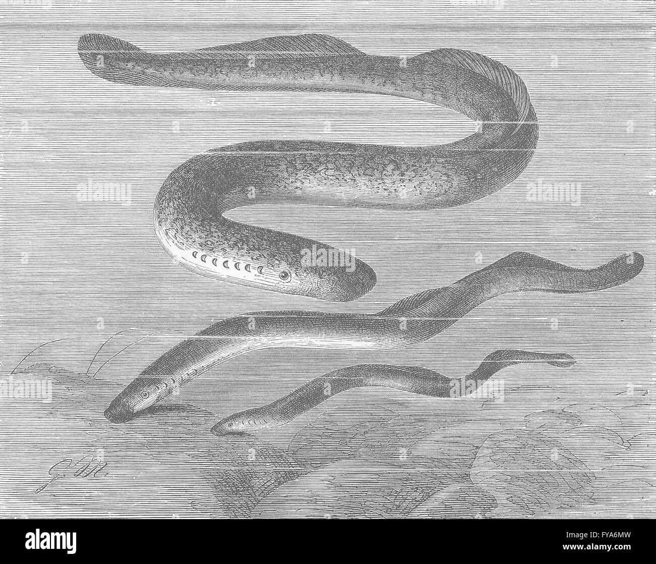 CYCLOSTOMATA: Sea-lamprey, River- & small , antique print 1896 Stock ...