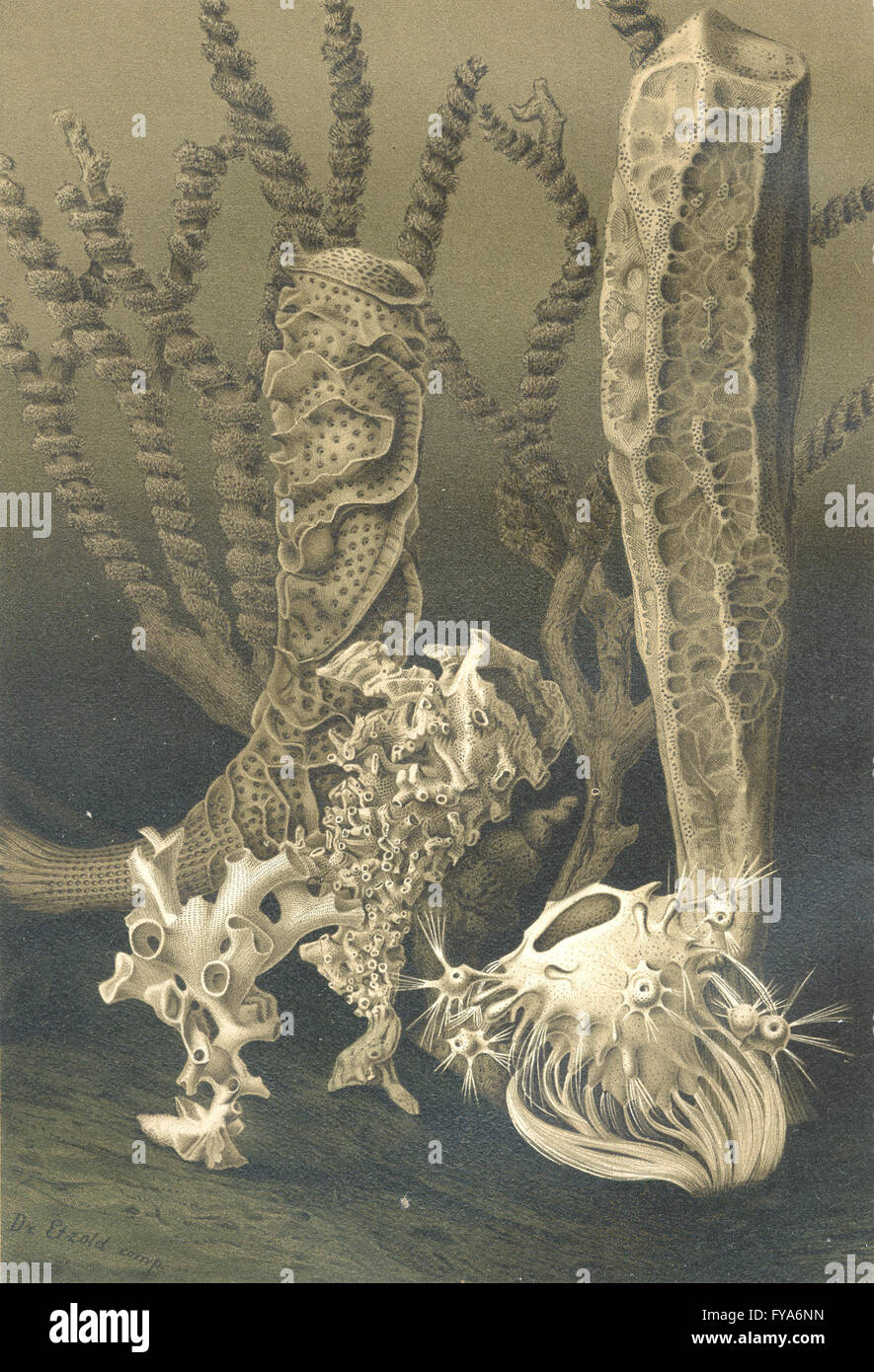 SPONGES Glass sponges, antique print 1896 Stock Photo Alamy