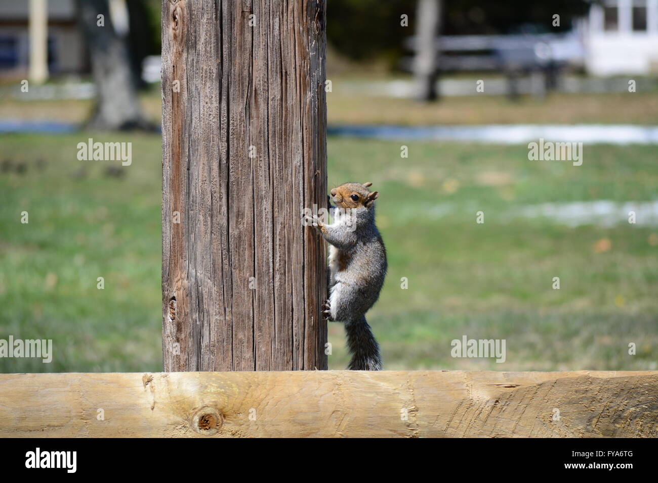 Squirrel Climbing Pole Stock Photo Alamy
