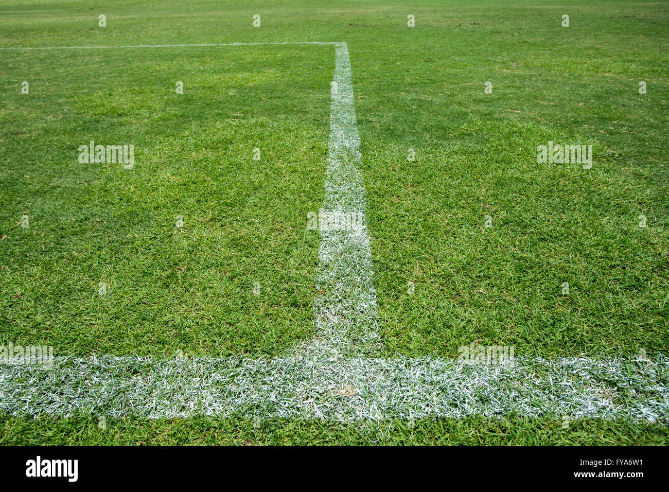 soccer field with white stripe Stock Photo