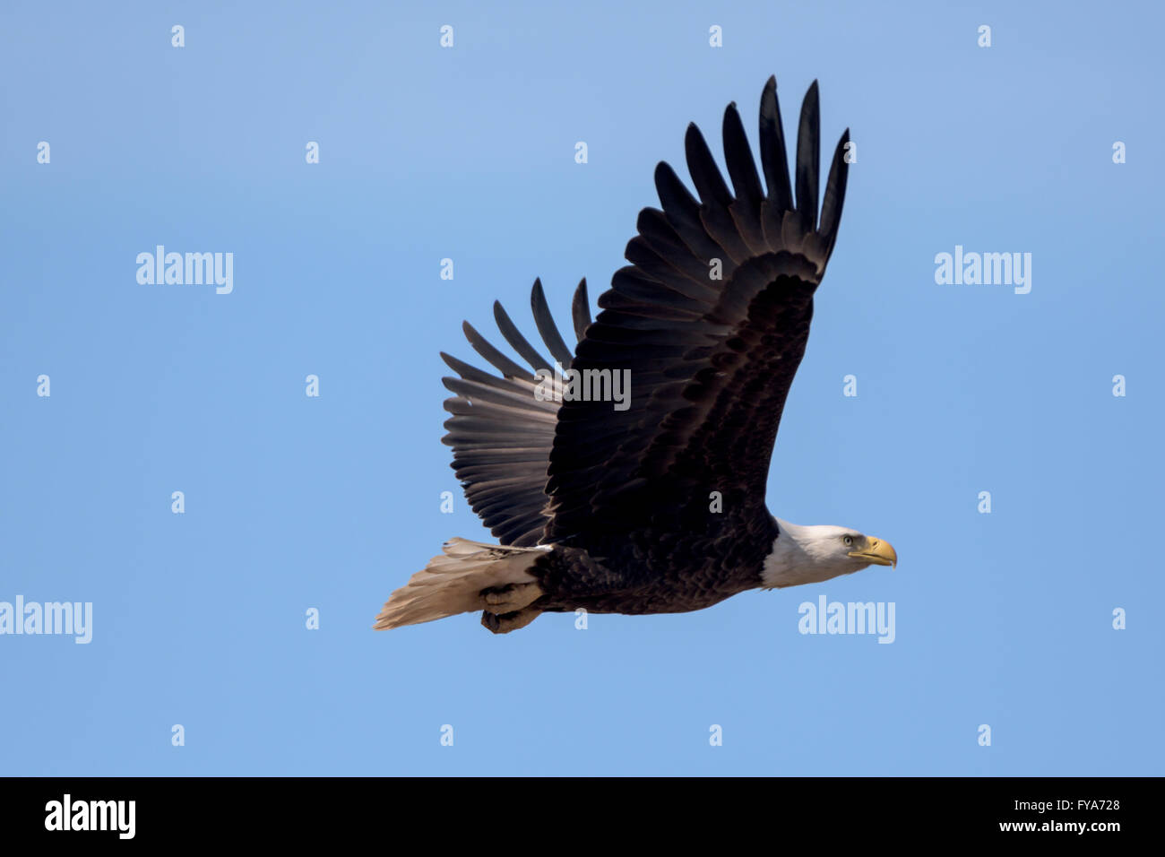 An American Bald Eagle flying around on a beautiful day. Stock Photo