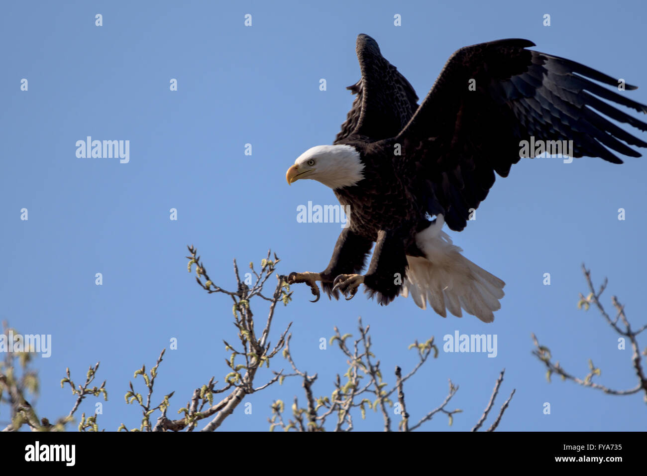 An American Bald Eagle landing on a treee on a beautiful day. Stock Photo