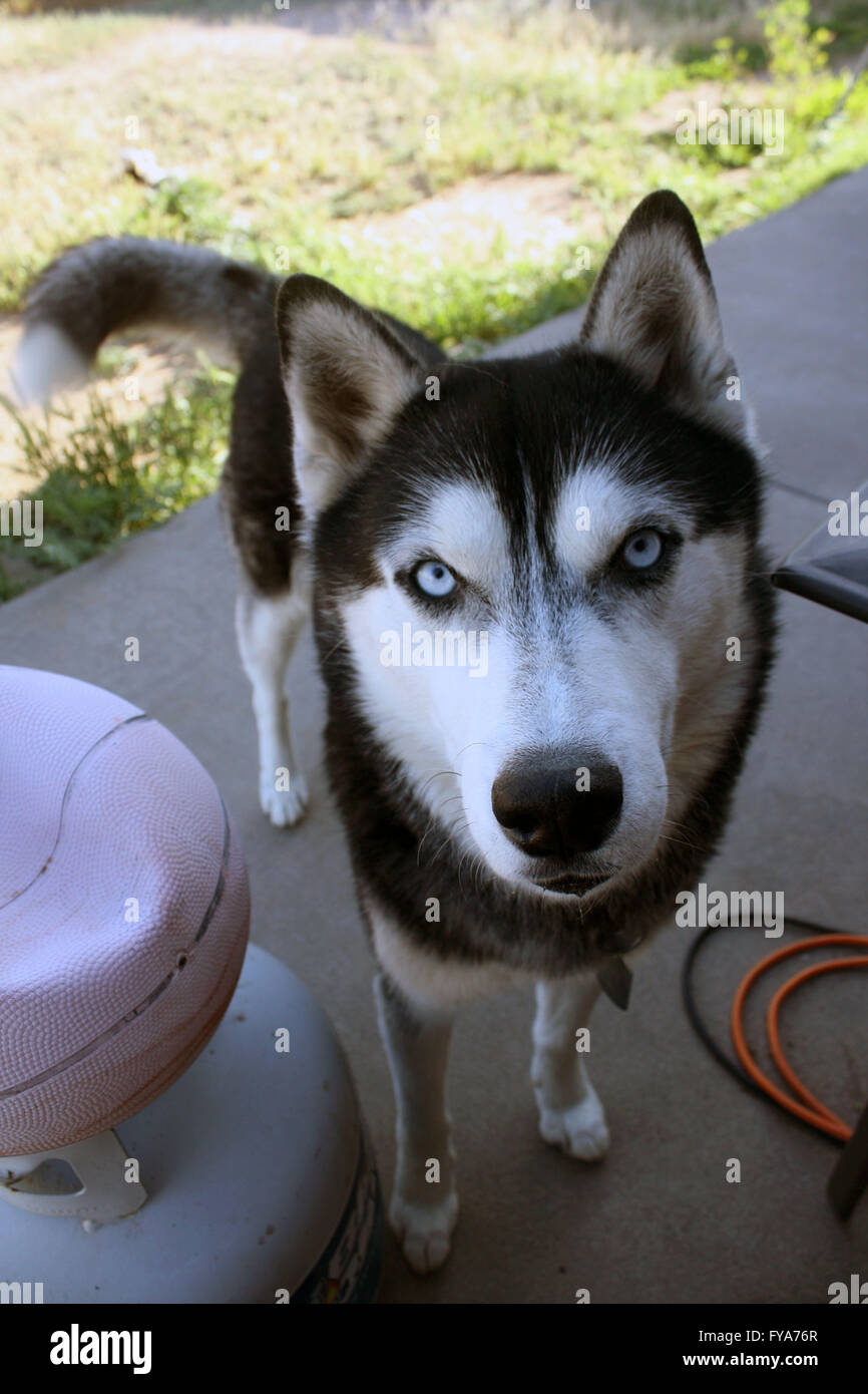 Fat store siberian husky