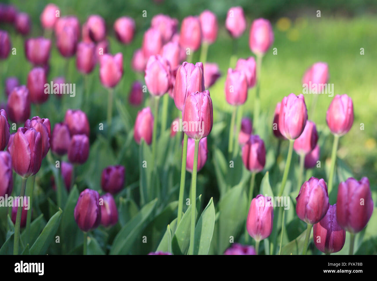 Red Tulip at Spring Stock Photo - Alamy