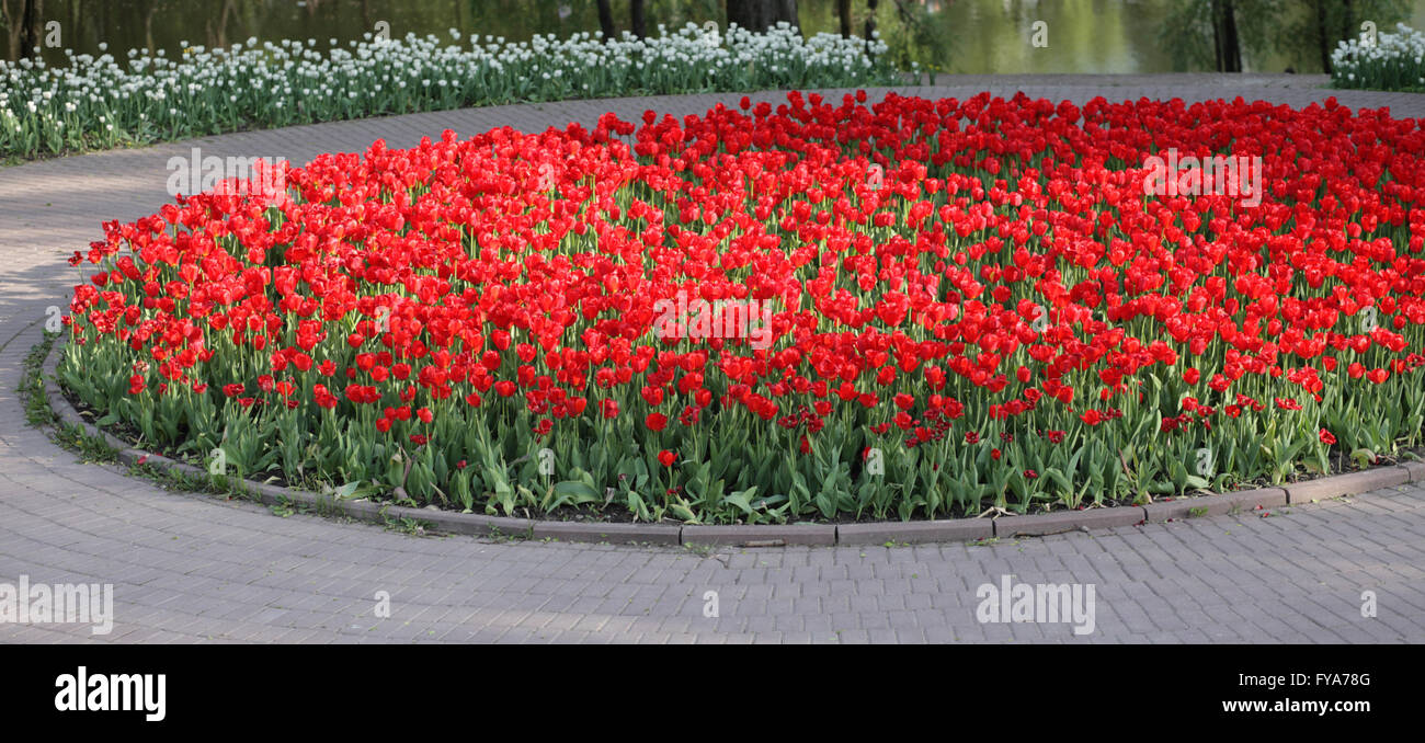 Red Tulip at Spring Stock Photo - Alamy