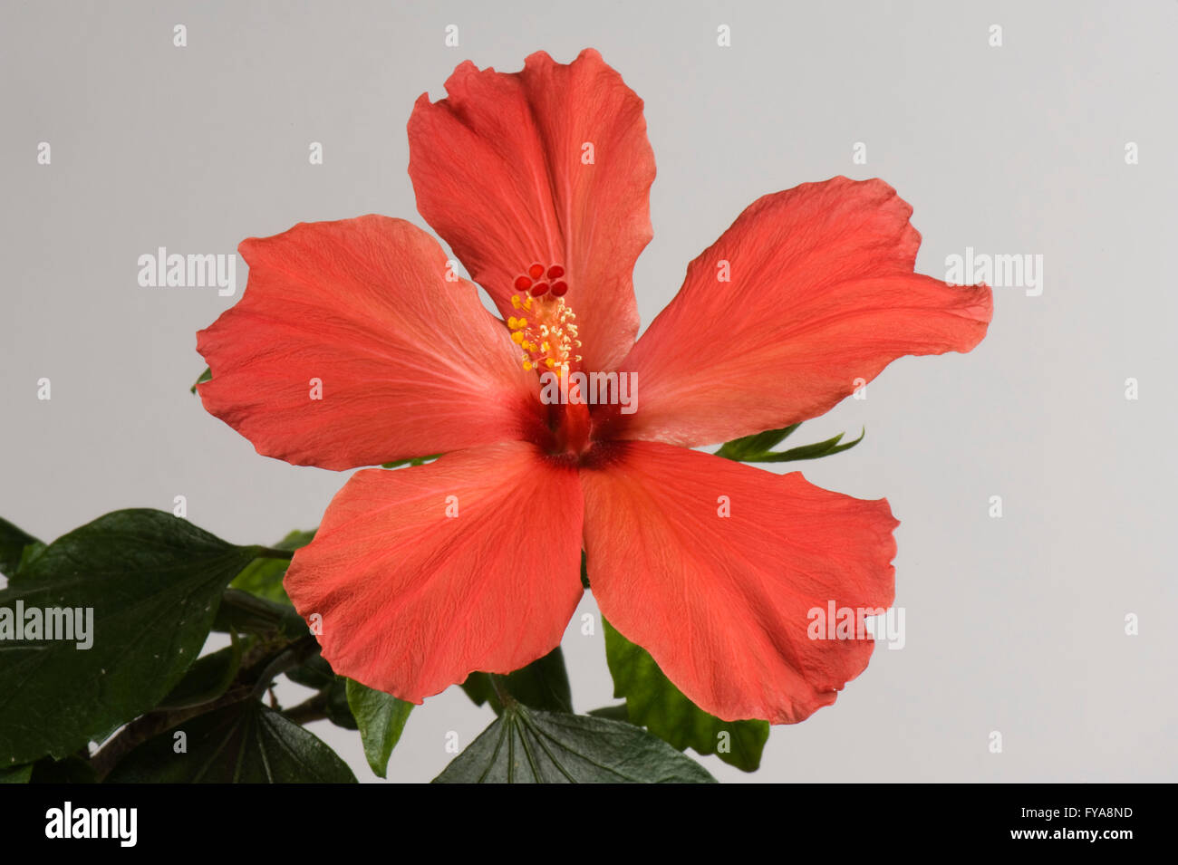Red flower of an Hibiscus house plant, Hibiscus rosa-sinensis, showing stigma and anthers Stock Photo