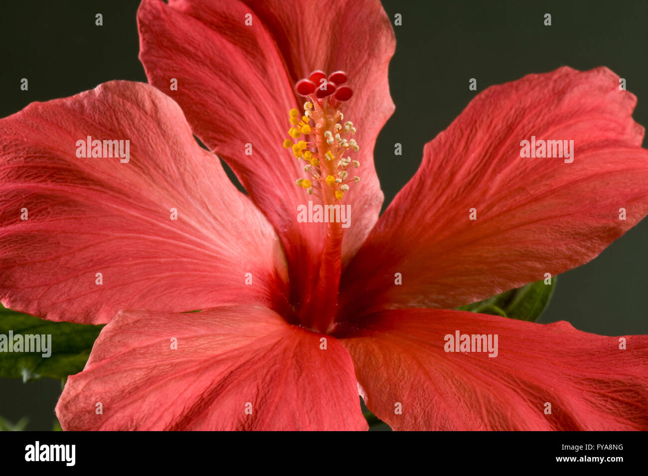 Red flower of an Hibiscus house plant, Hibiscus rosasinensis, showing